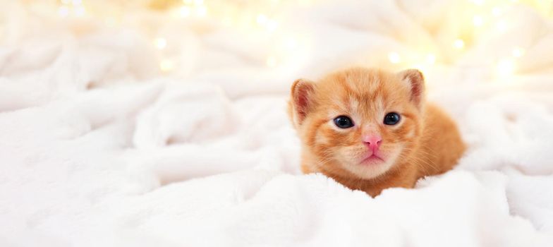 Banner small Christmas orange kitten is sweetly basking with christmas garland on a light soft background. Soft and cozy. Christmas, home comfort and new year holidays, Easter, Valentines Day concept