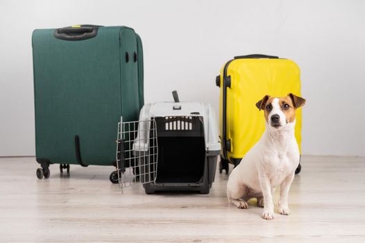 Jack russell terrier dog sits by suitcases and travel box. Ready for vacation
