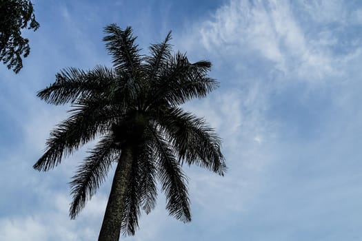 Image of palm trees and blue sky. Shooting Location: Sri Lanka, Candy