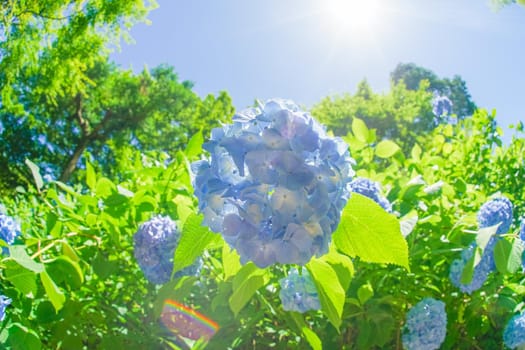 Blue hydrangea and new green. Shooting Location: Kamakura City, Kanagawa Prefecture