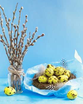 Pussy Willow or Palm Sunday Holiday in Ukraine. Yellow Quail eggs in the nest with feathers and willow tree branches over blue background
