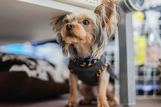 Cute Yorkshire Terrier (Companion Animal). Shooting Location: Tokyo metropolitan area