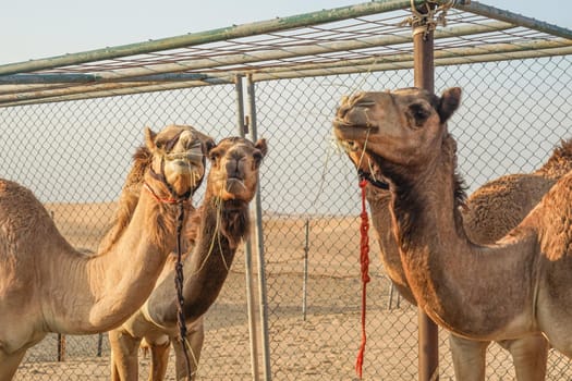 Arabian Desert Camel (United Arab Emirates). Shooting Location: Dubai