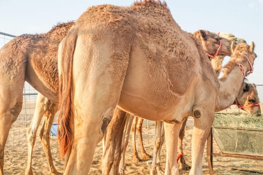 Arabian Desert Camel (United Arab Emirates). Shooting Location: Dubai