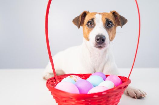 Portrait of doggy Jack Russell Terrier with a red basket with colorful eggs for Easter on a white background.