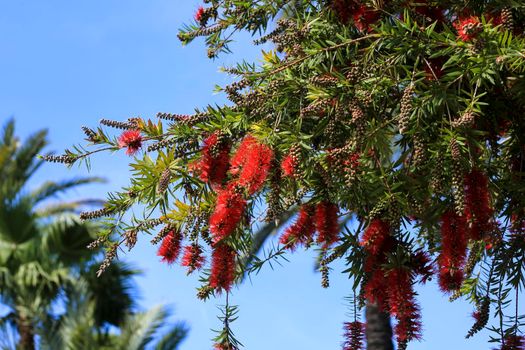 Callistemon flower in the garden in spring