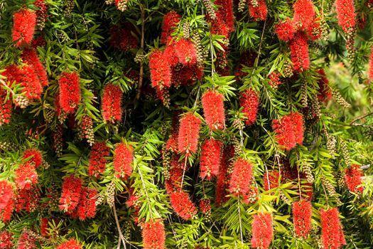 Callistemon flower in the garden in spring