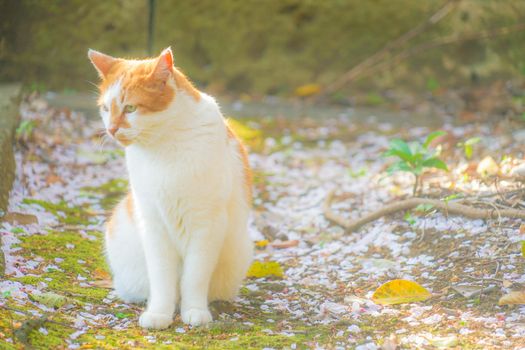 Image of Japanese Bobtail (Tiger Pattern). Shooting Location: Tokyo metropolitan area
