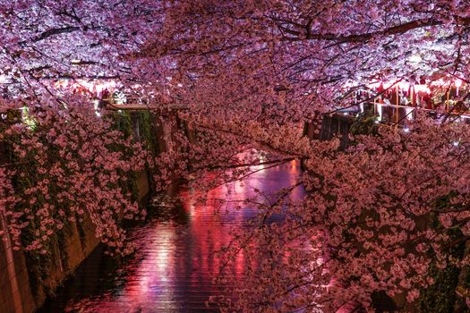 Night cherry blossoms of Meguro River in full bloom. Shooting Location: Tokyo metropolitan area