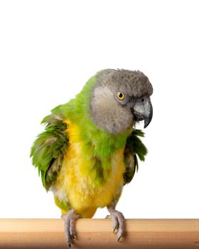 Poicephalus Senegal. Senegal parrot perching on a twig on a white background. photo