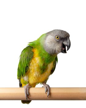 Poicephalus Senegal. Senegal parrot perching on a twig on a white background. photo