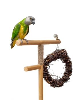 Poicephalus Senegal. Senegal parrot perching on a twig on a white background. photo