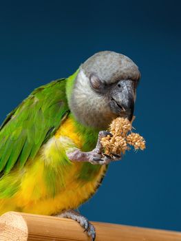 Poicephalus senegalus. Senegalese parrot sits on a perch and eats Senegal millet delicacy. photo