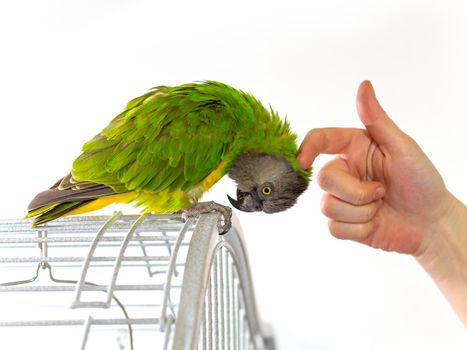 Poicephalus Senegal. Senegalese parrot sits on a cage. A photo