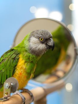 Poicephalus senegalus. Cute Senegal parrot on a perch on a blue background. photo