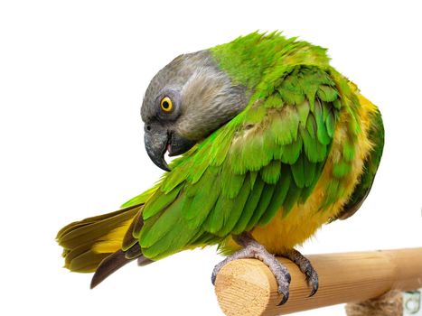 Poicephalus Senegal. Senegal parrot perching on a twig on a white background. photo