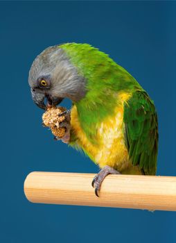 Poicephalus senegalus. Senegalese parrot sits on a perch and eats Senegal millet delicacy. photo