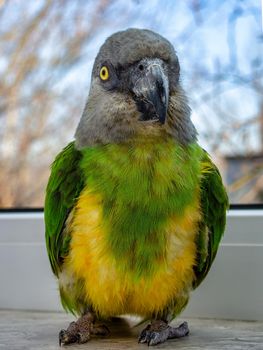 Poicephalus senegalus. Portrait of a Senegal parrot close up. photo