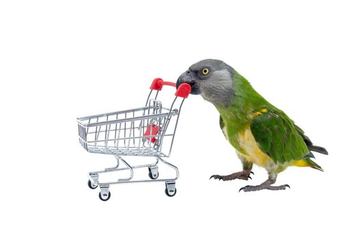 Poicephalus Senegal. Senegal parrot playing with a supermarket shopping cart in front of a white background. photo