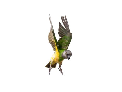 Poicephalus senegalus. Senegal parrot in flight in front of a white background. photo