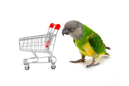 Poicephalus Senegal. Senegal parrot playing with a supermarket shopping cart in front of a white background. photo