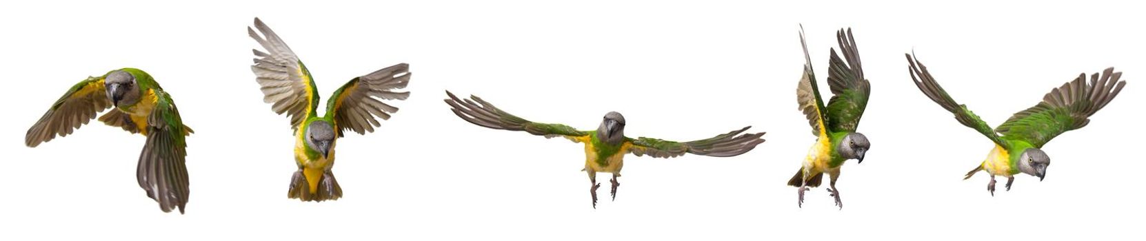 Poicephalus senegalus. Senegal parrot in flight in front of a white background. photo
