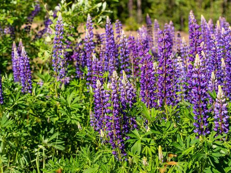 Colorful blue and purple colorful vibrant lupine wildflowers in with bokeh blurred background. photo