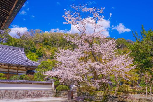 Cherry blossoms of a circle temple (Kamakura City). Shooting Location: Kamakura City, Kanagawa Prefecture