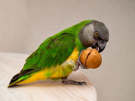 Poicephalus senegalus. Senegal parrot eating a walnut. photo