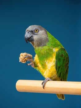 Poicephalus senegalus. Senegalese parrot sits on a perch and eats Senegal millet delicacy. photo