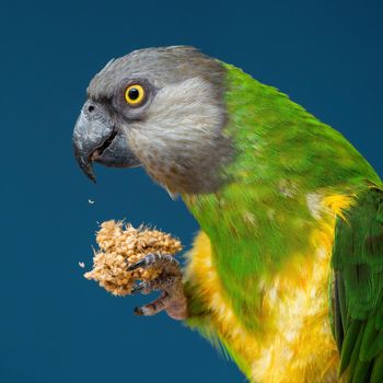 Poicephalus senegalus. Senegalese parrot sits on a perch and eats Senegal millet delicacy. photo