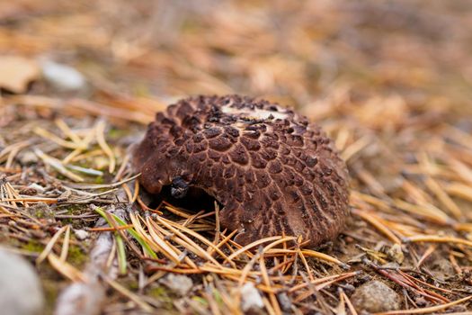 Sarcodon imbricatus. Hidno imbricated mushrooms in pine forest. photo