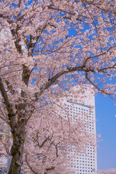 The city of full bloom and the city of Yokohama Minato Mirai. Shooting Location: Yokohama-city kanagawa prefecture