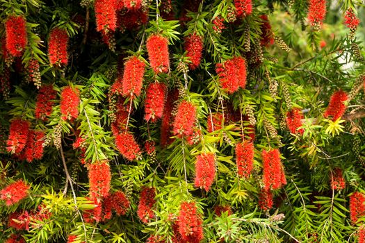 Callistemon flower in the garden in spring