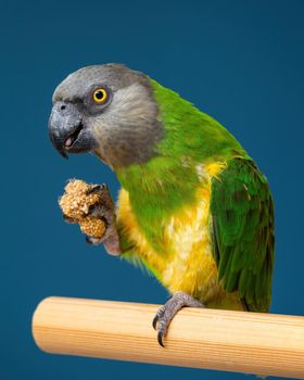 Poicephalus senegalus. Senegalese parrot sits on a perch and eats Senegal millet delicacy. photo