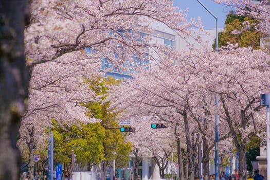 The city of full bloom and the city of Yokohama Minato Mirai. Shooting Location: Yokohama-city kanagawa prefecture