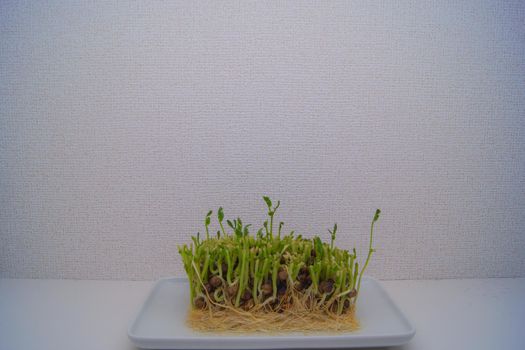 Growth recording of seedling (day 3). Shooting Location: Yokohama-city kanagawa prefecture