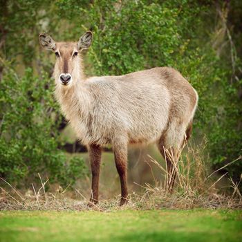 Shot of a buck on the plains of Africa.