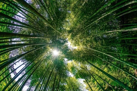 Sun looking from bamboo forest. Shooting Location: Kamakura City, Kanagawa Prefecture