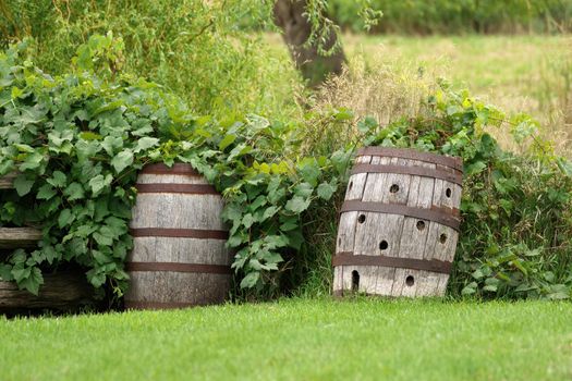 Wooden Barrels in a Garden have Many Uses including Storing Rain Water or as Planters or Rustic Decoration. High quality photo