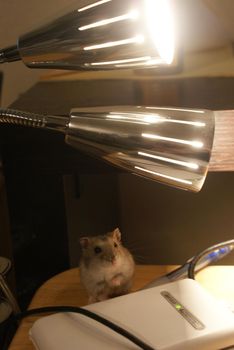 Cute Jungarian Hamster Image (Plusa Fire). Shooting Location: Yokohama-city kanagawa prefecture