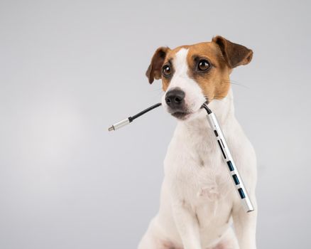 Jack russell terrier dog hold usb in its mouth