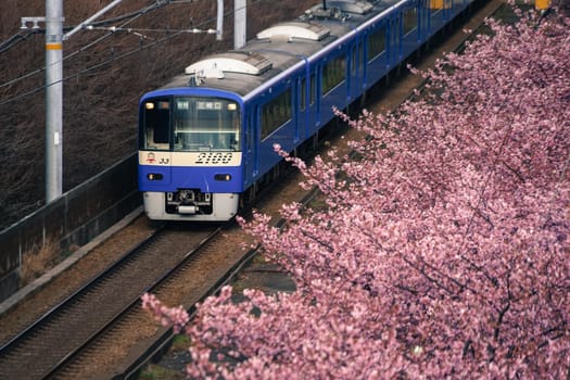 Kawazu Sakura and Keikyu Line (Miura Coast). Shooting Location: Yokohama-city kanagawa prefecture