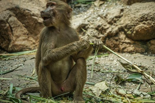 Singapore Zoo Mantobi Image. Shooting Location: Singapore