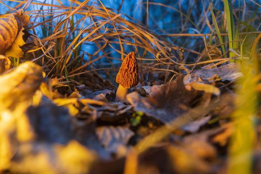 morel in beautiful evening light among foliage, haute cuisine