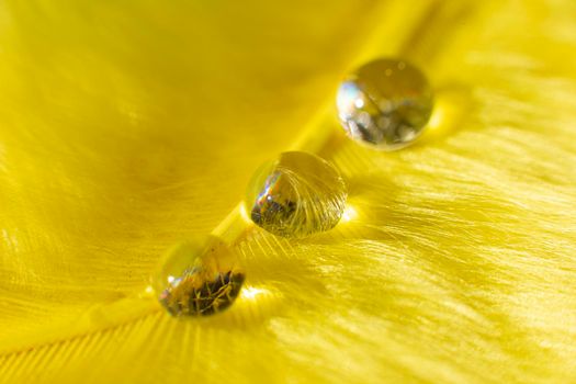 Beautiful background of clean water drops on a yellow fluffy background. Macro photography