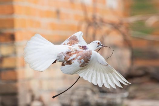 white dove flying with a branch in its beak, birds