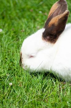 white cute rabbit with brown nose eats grass on the lawn in the rays of the bright sun, fluffy pet, rabbit breeding in the farm, animal husbandry, fur, meat, rabbit looking for Easter eggs.