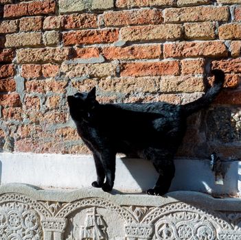 A Black cat on the decorated bench