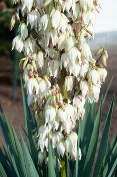 large creamy flowers on the inflorescence of garden yucca, tenderness and beauty in nature, neutral, floral background. High quality photo